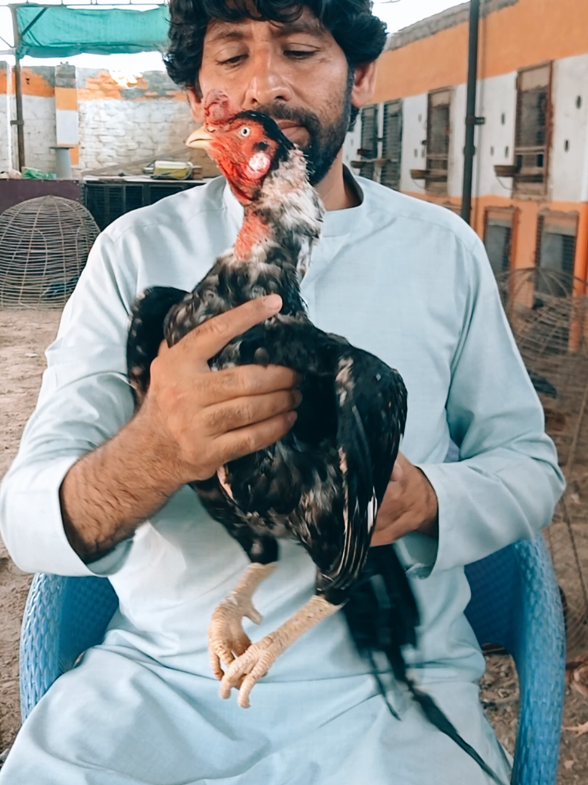 @Sajjad Aseel Farm