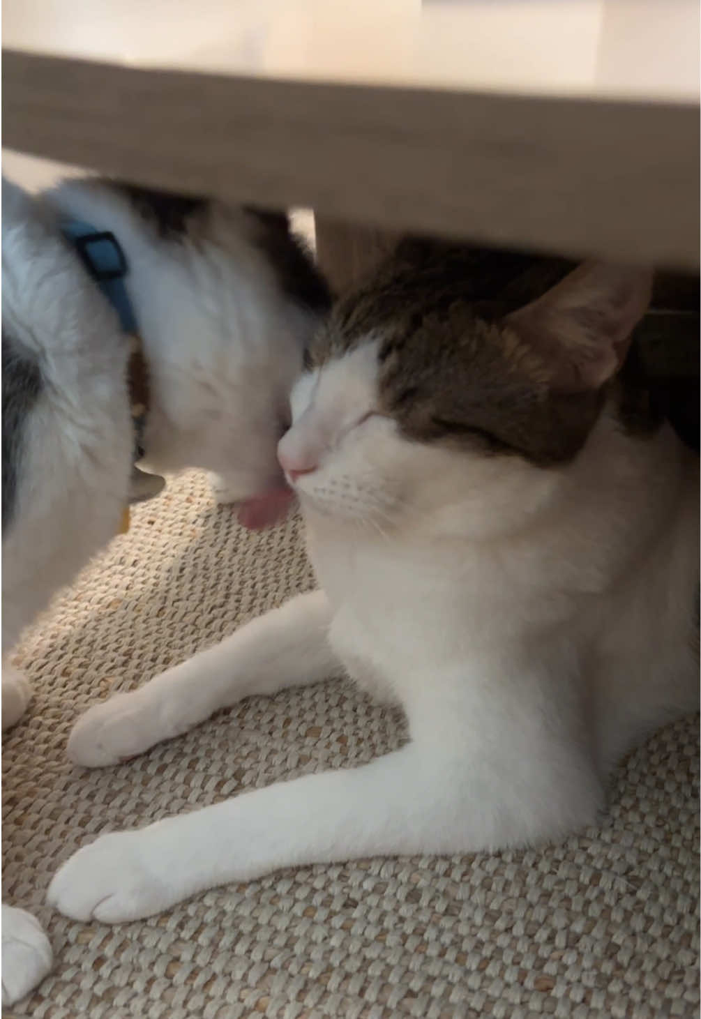 @Mimi Wawa Meow