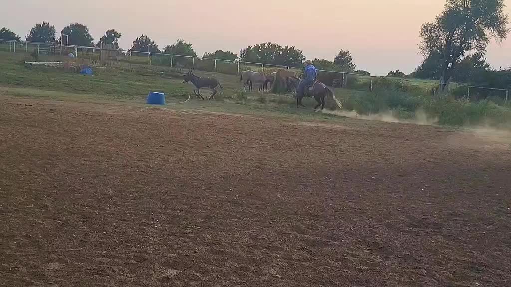 @scottdailyhorsetraining