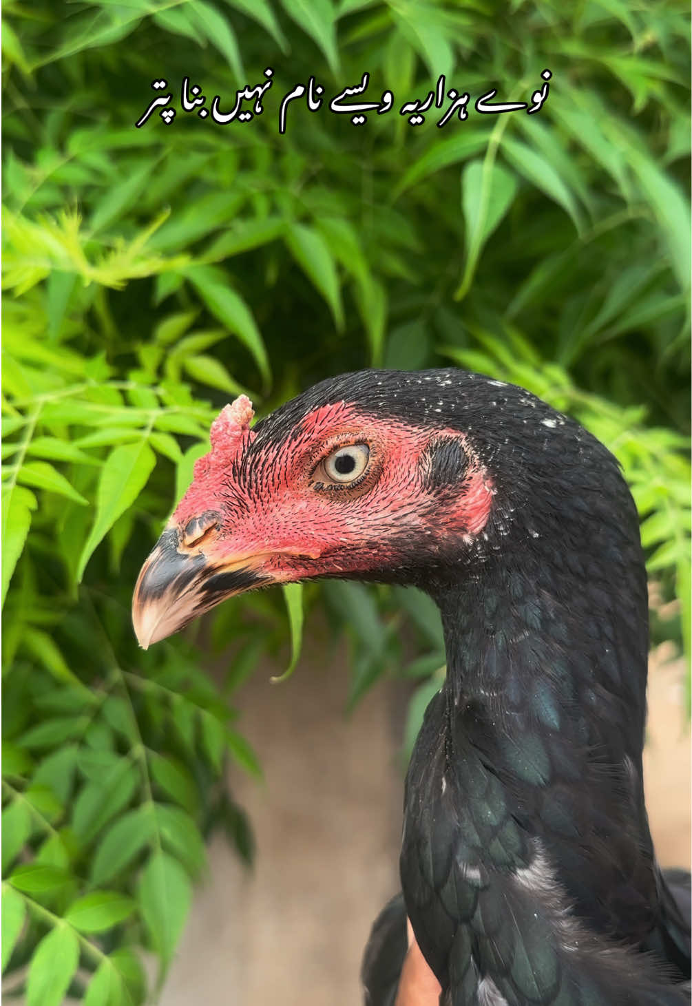 @Poultry Markaz