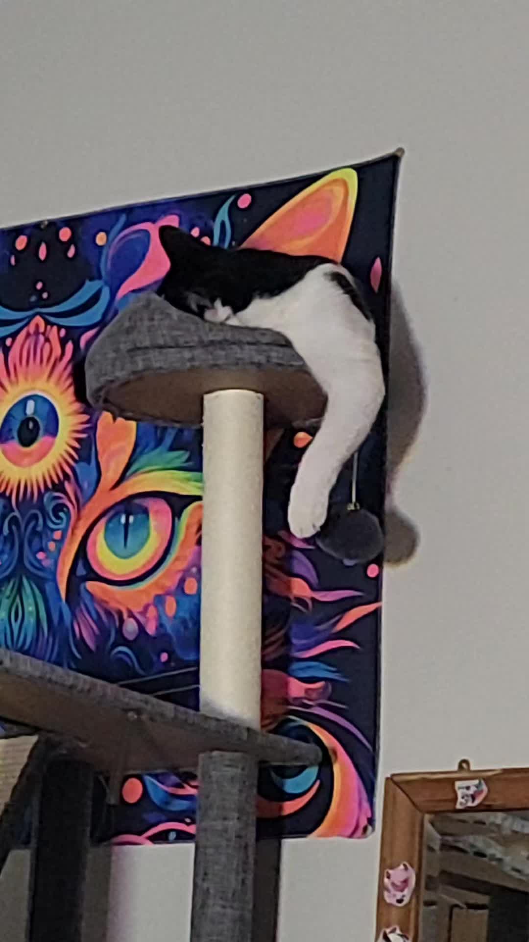 @(^▽^) ł₦₭ɆĐ ฿Ⱡ₳₵₭ ₵₳₮ (✿^▽^)