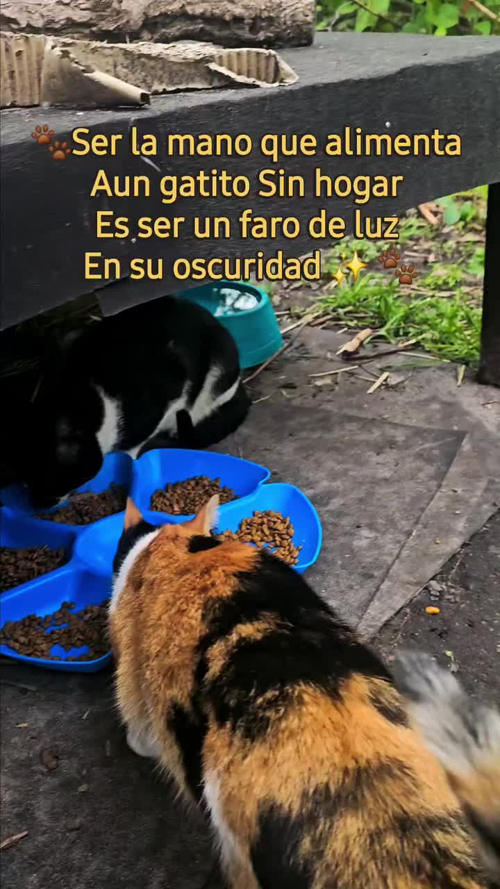 @🇲🇽Guli.Carrada 🐈&zwj;⬛