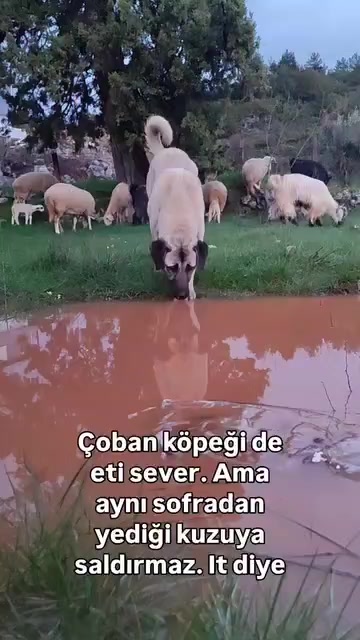 @HAYAT DEĞİL İNSANLAR ACIMASIZ