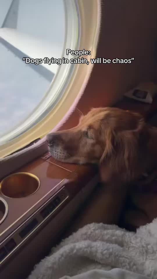 @K9 JETS