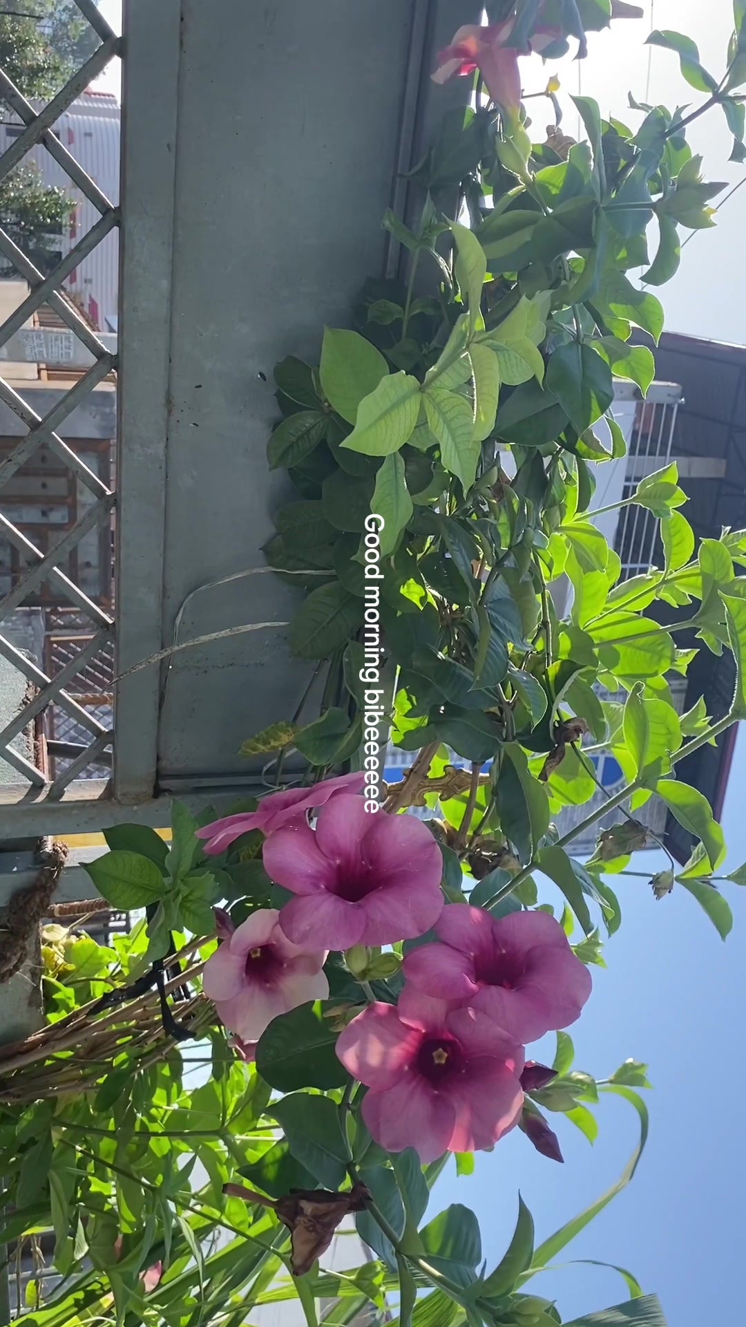 @๐ธ