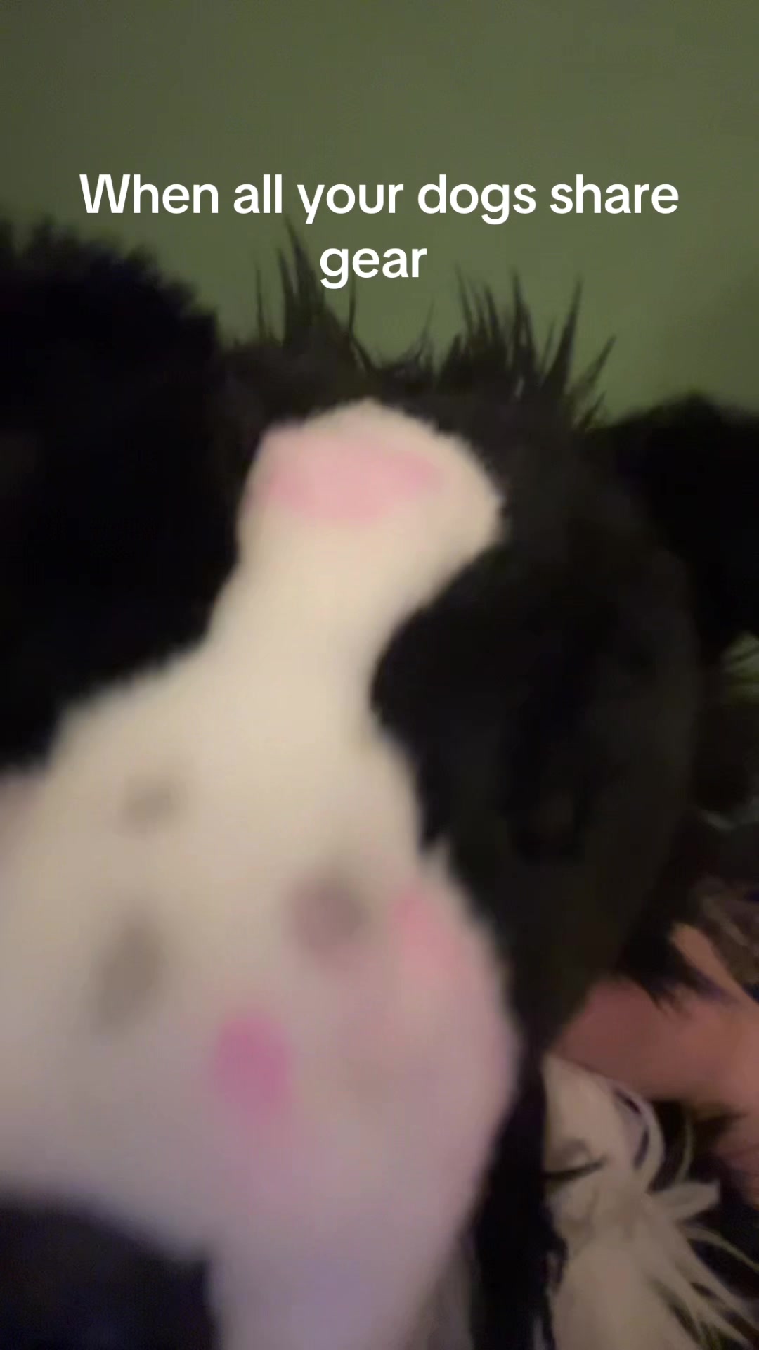 @bordercollieguy3