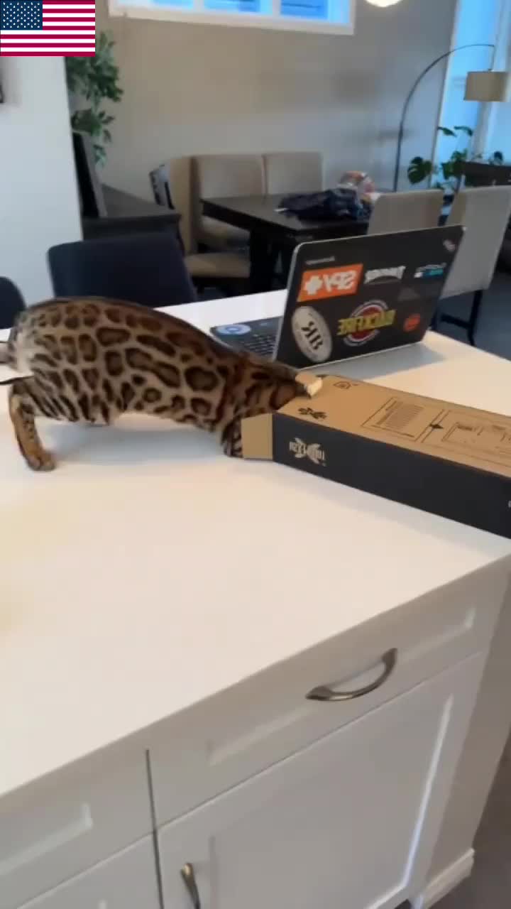 @Kitty Meow