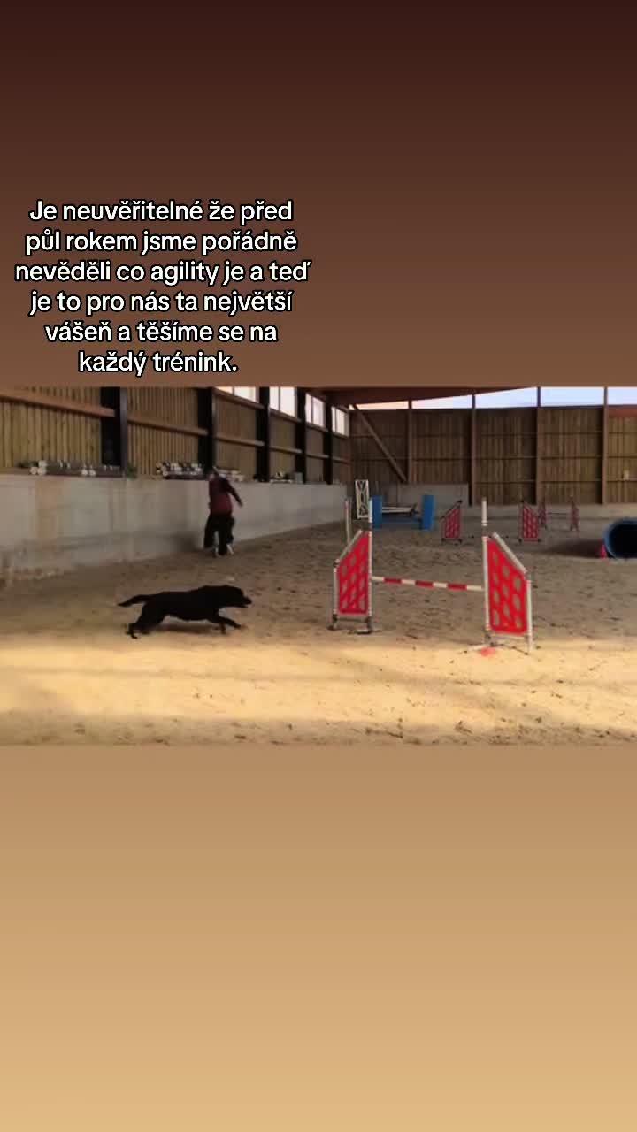 @labradors_gang_plus_one