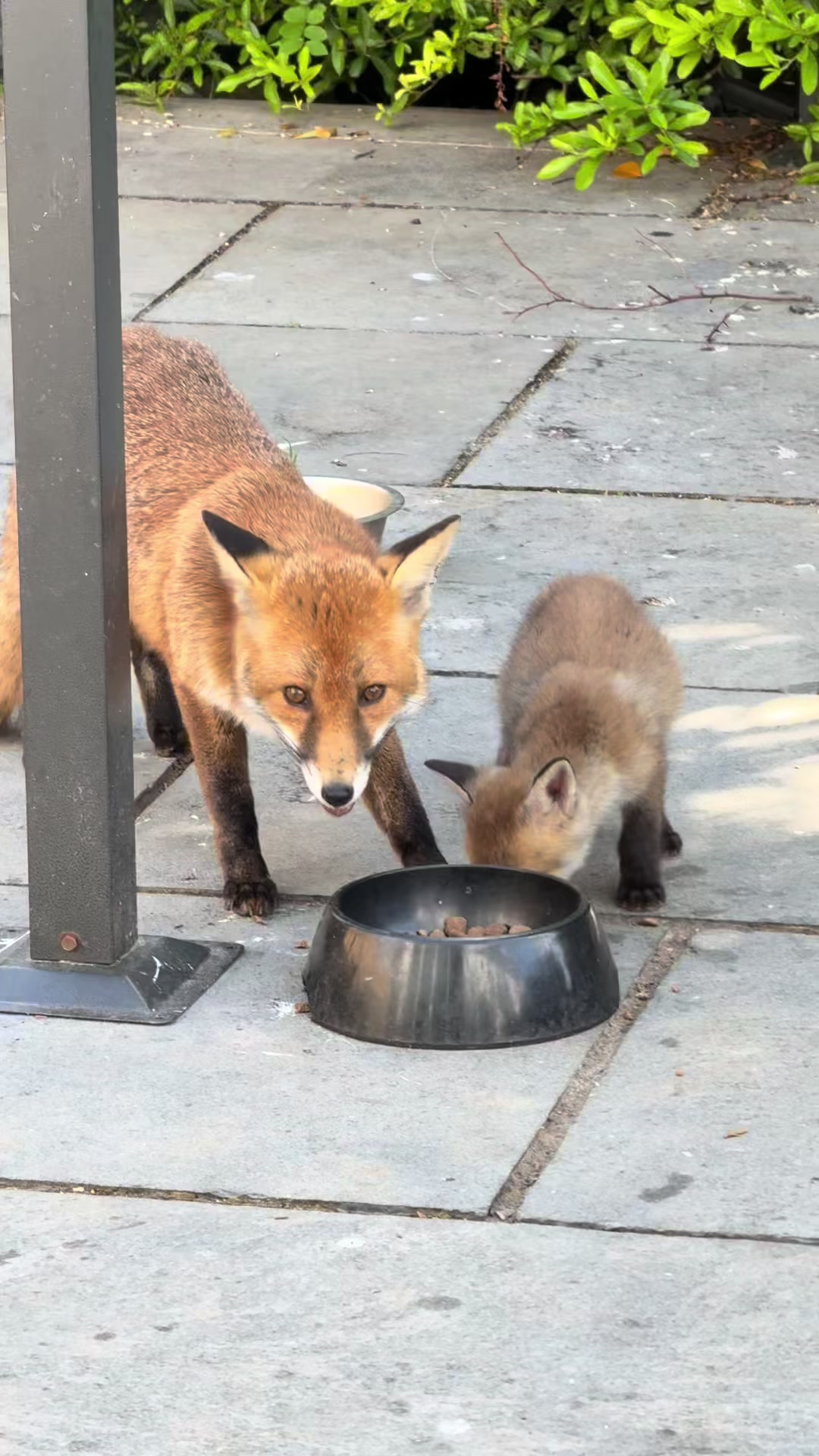 @gp_wildlife