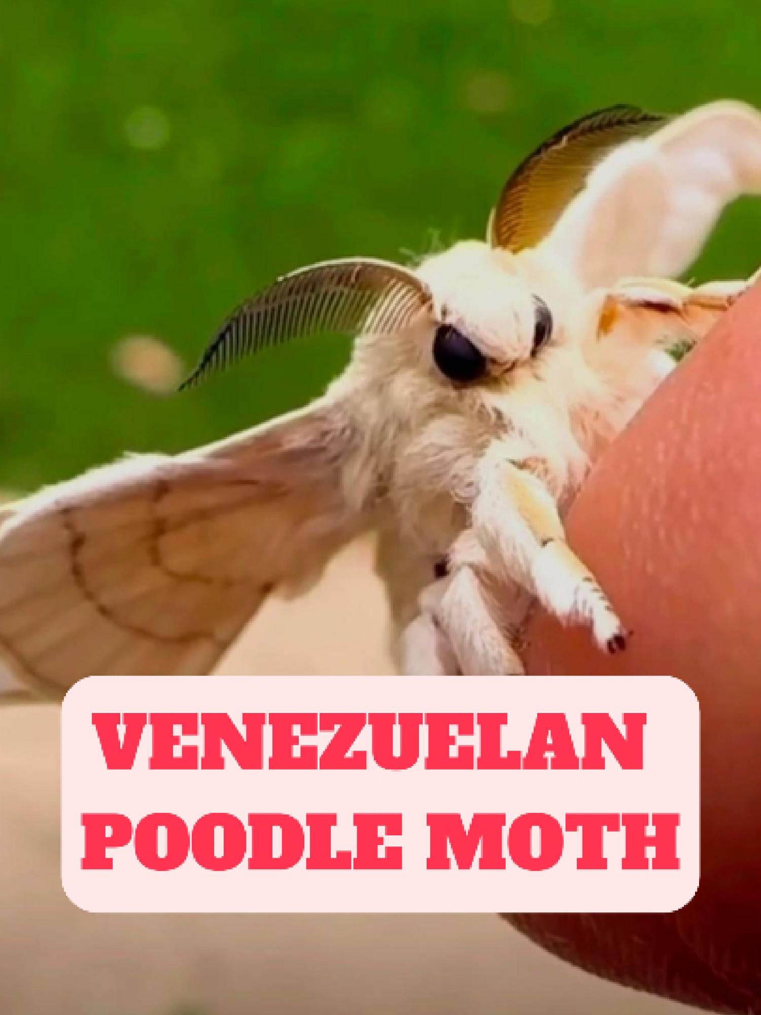 @WildlifeWonderTV Animal Facts