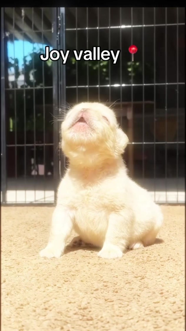 @Pibble Plug