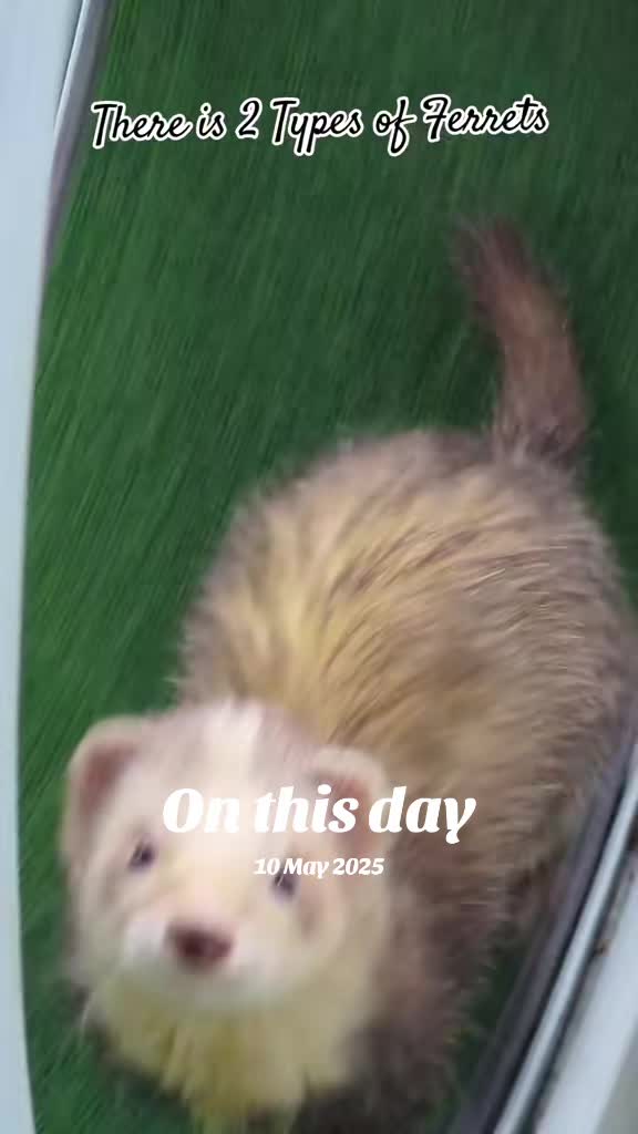 @Ocean City Ferrets