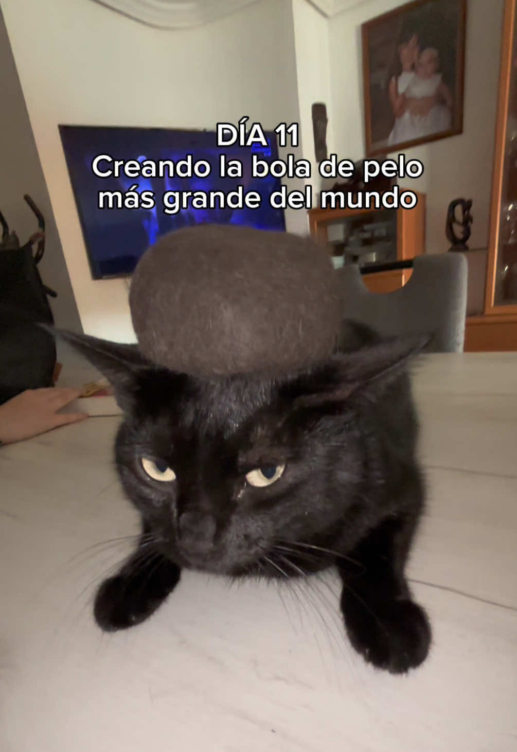 @BlackCatsMatter