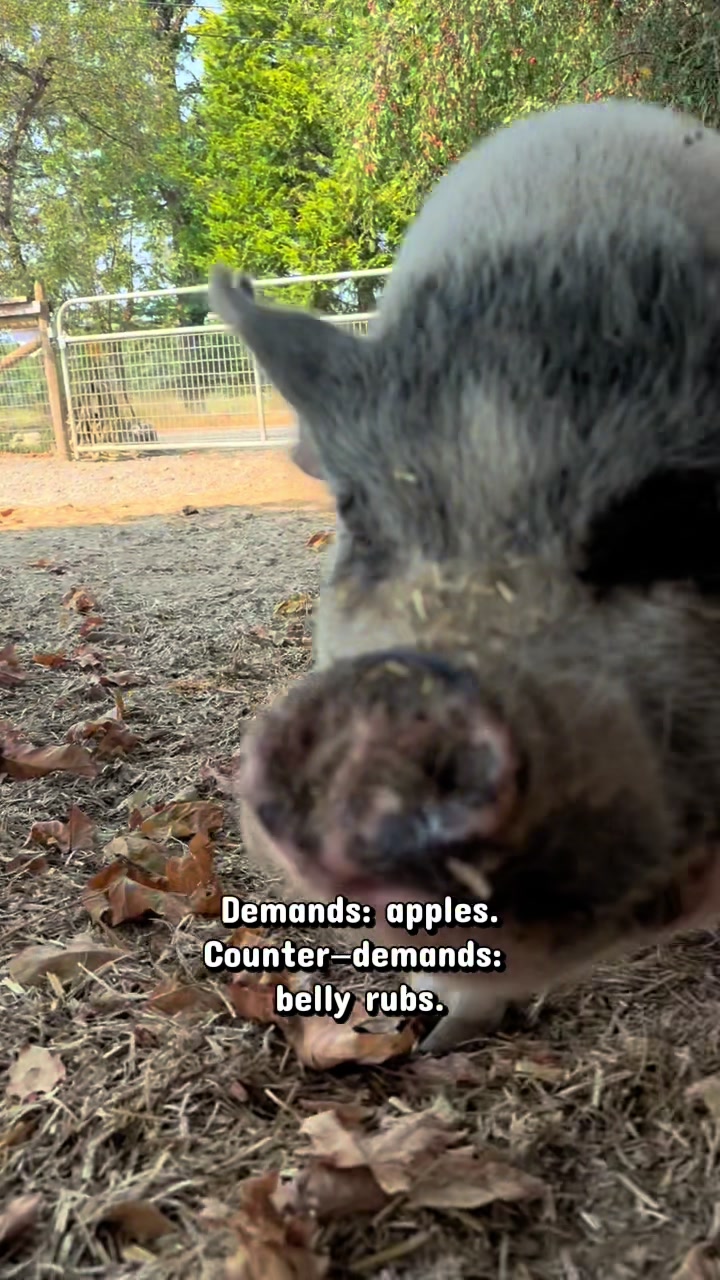 @Home for Hooves 🐽