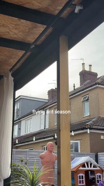 @izara