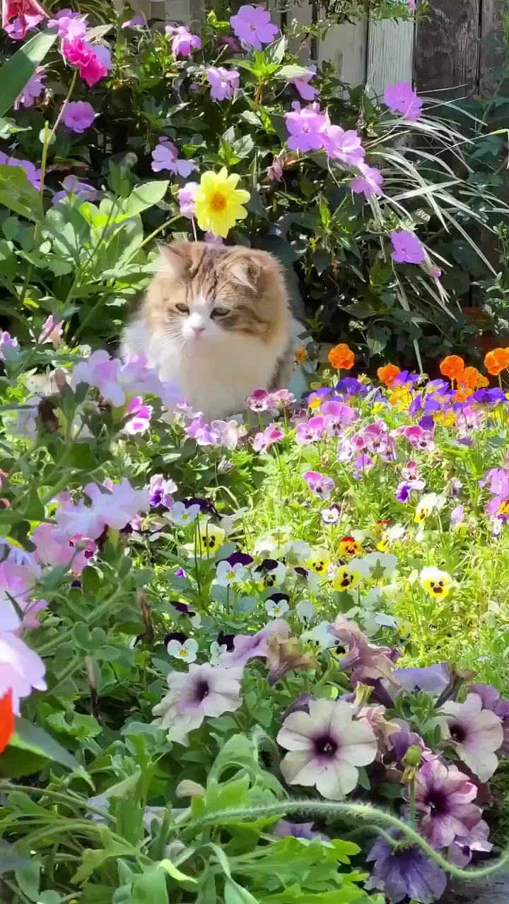 @aestheticvideo