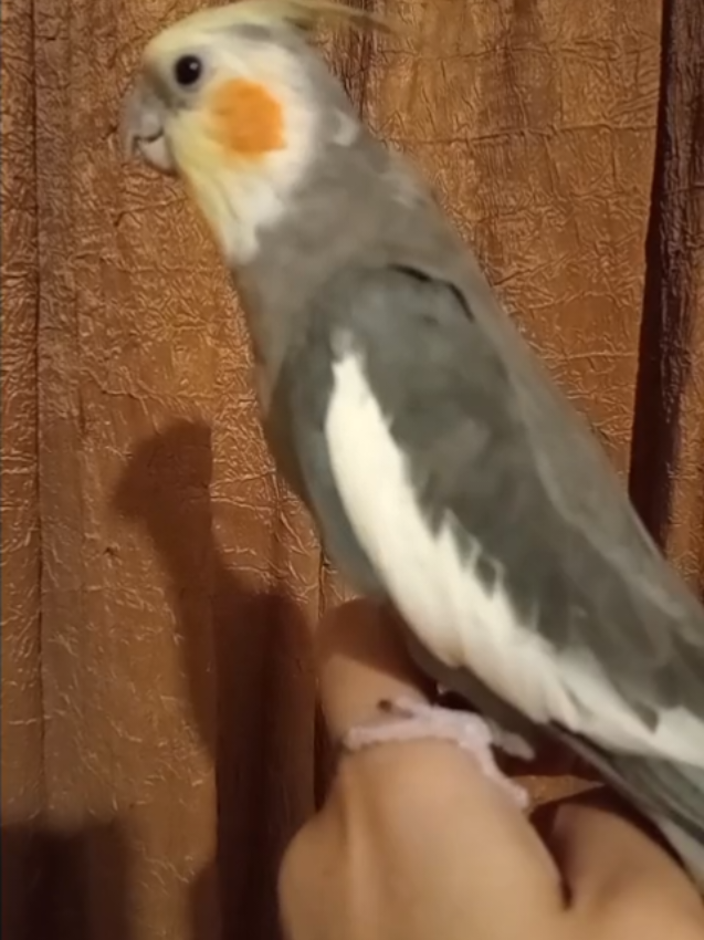 @Budgies108