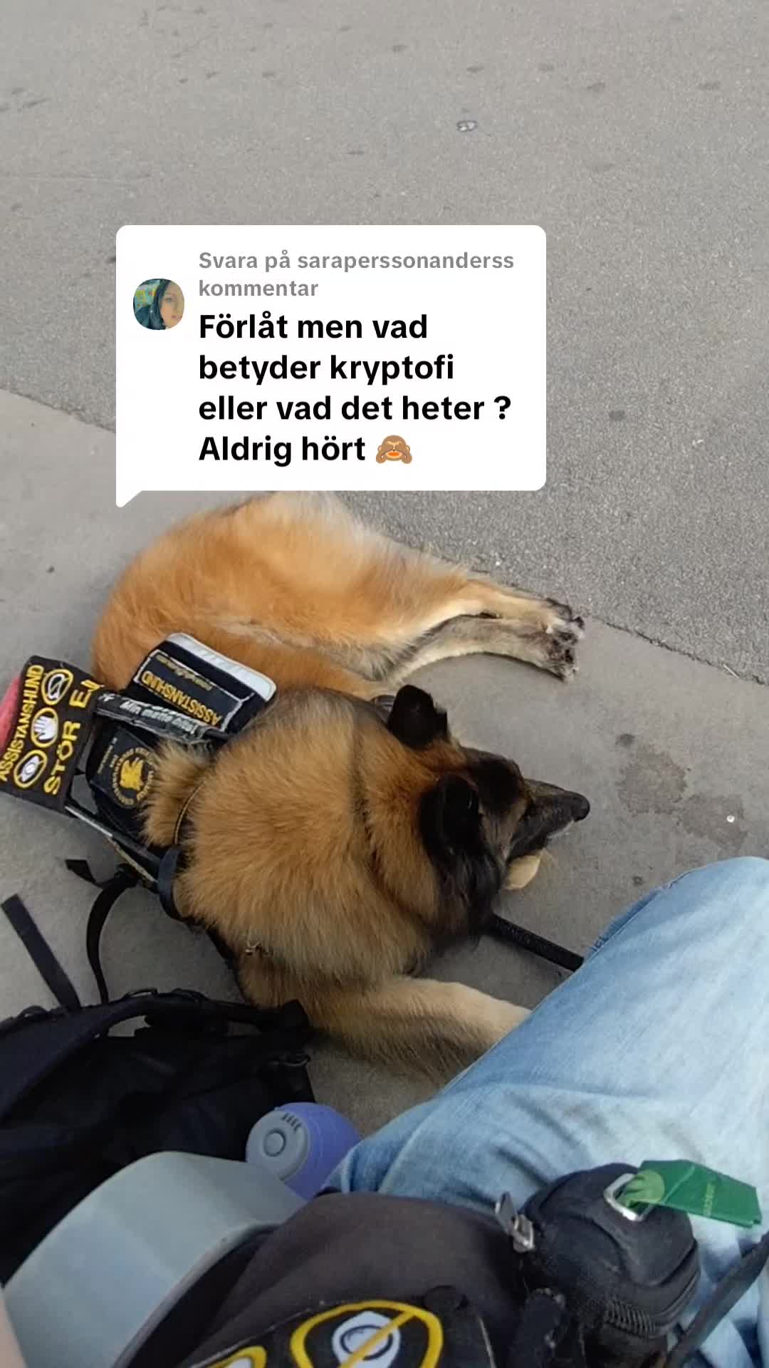 @Fenix-Tervueren AssistanceDog