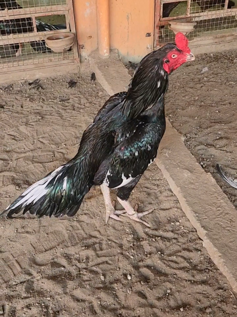 @Sajjad Aseel Farm