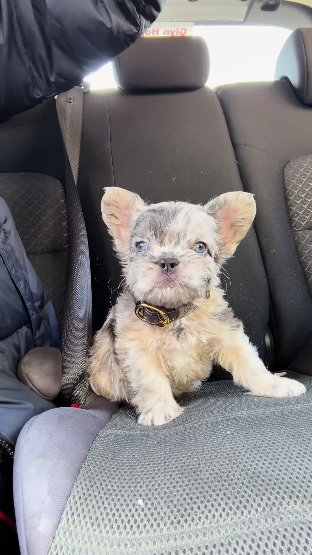 @Trendingbulldogz