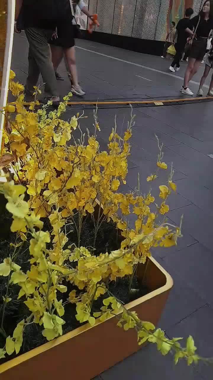 @نجم المكلا