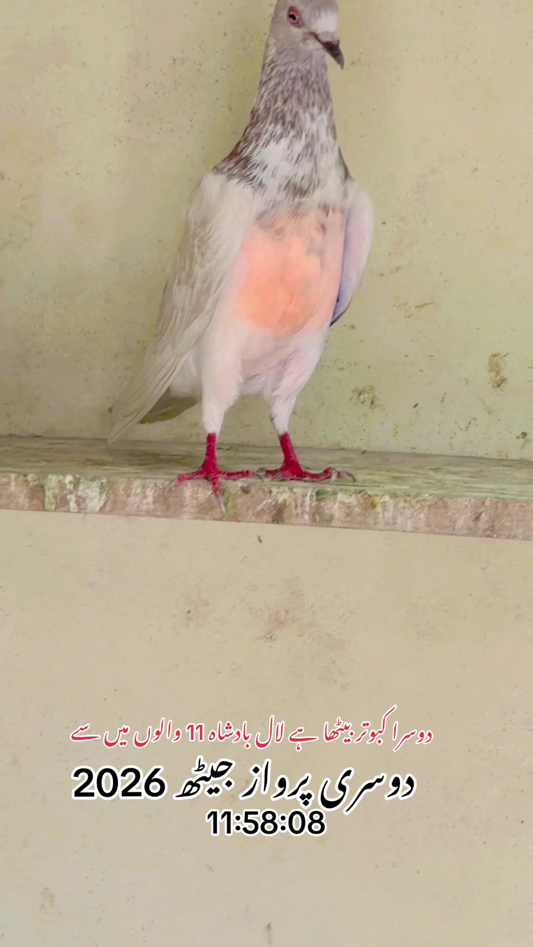 @Ustad Bilal Butt