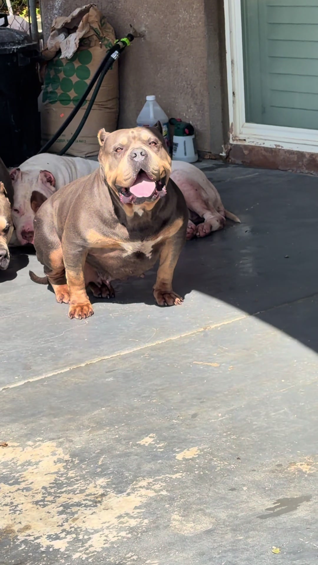 @@Dublinekennels