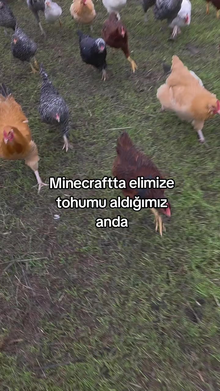 @rolland