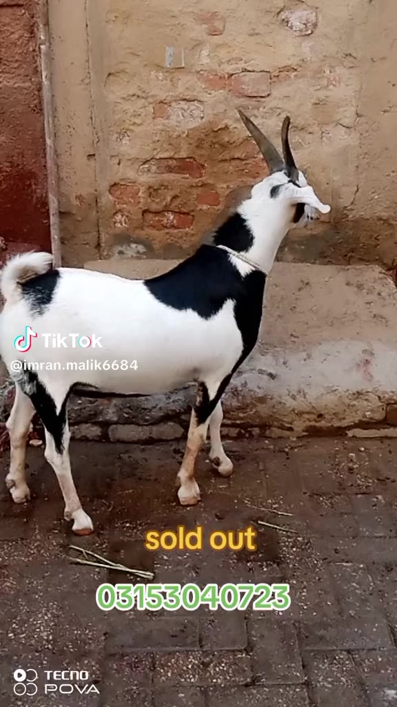 @rihan malik