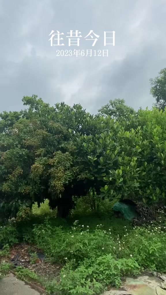 @巧雲🇮🇩🇹🇼