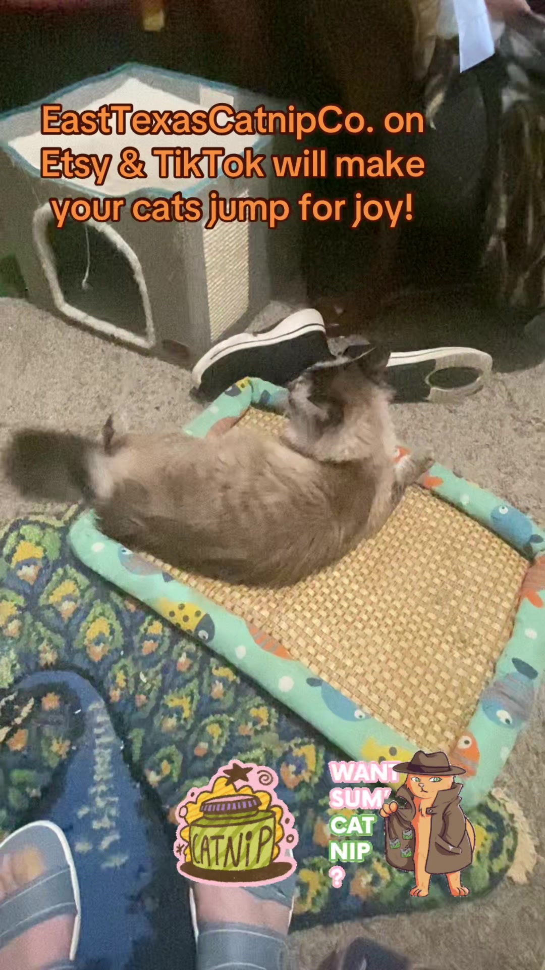 @🐈⬛🐈Shelby🐈