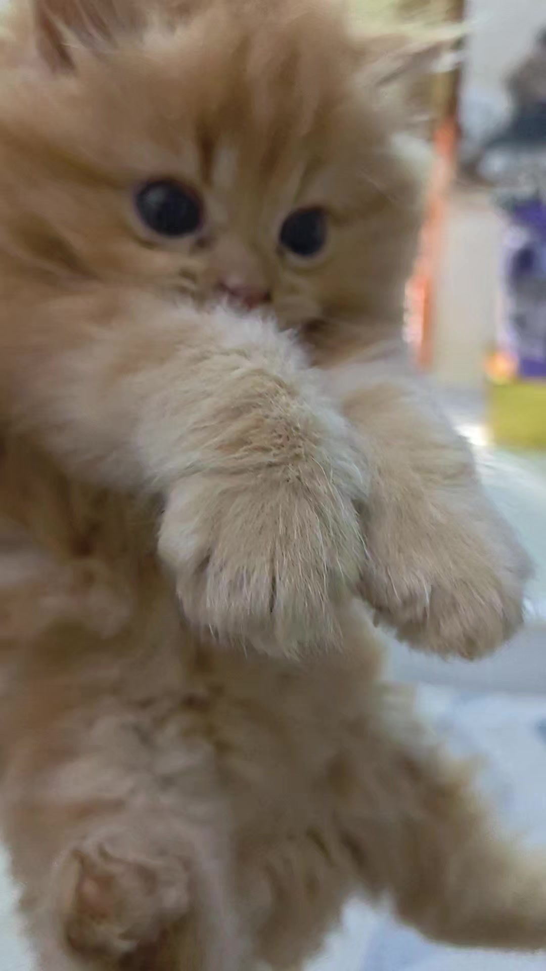 @പപ്പമോൾ 🫂❤️