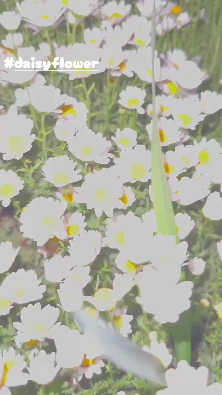 @ANJI🍀🪶