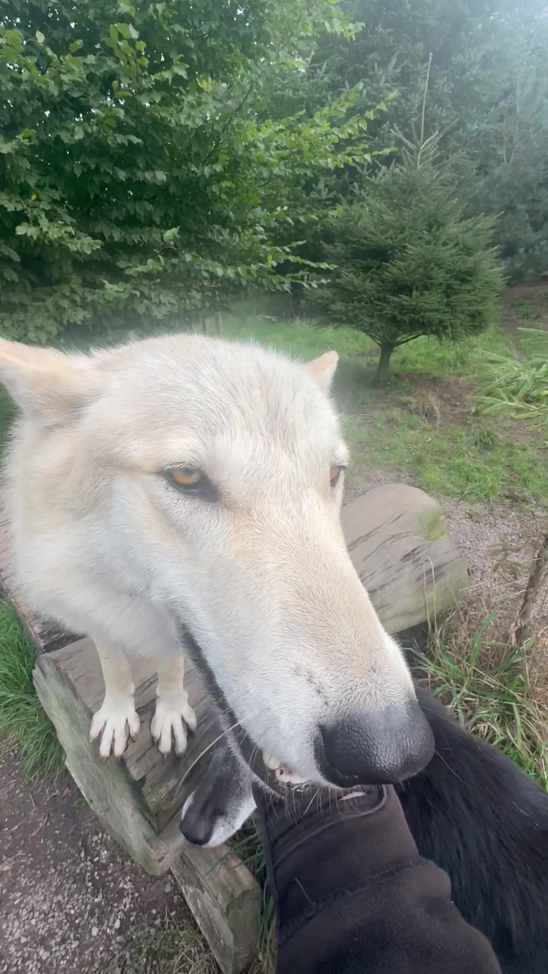 @Wolves of the Lakes