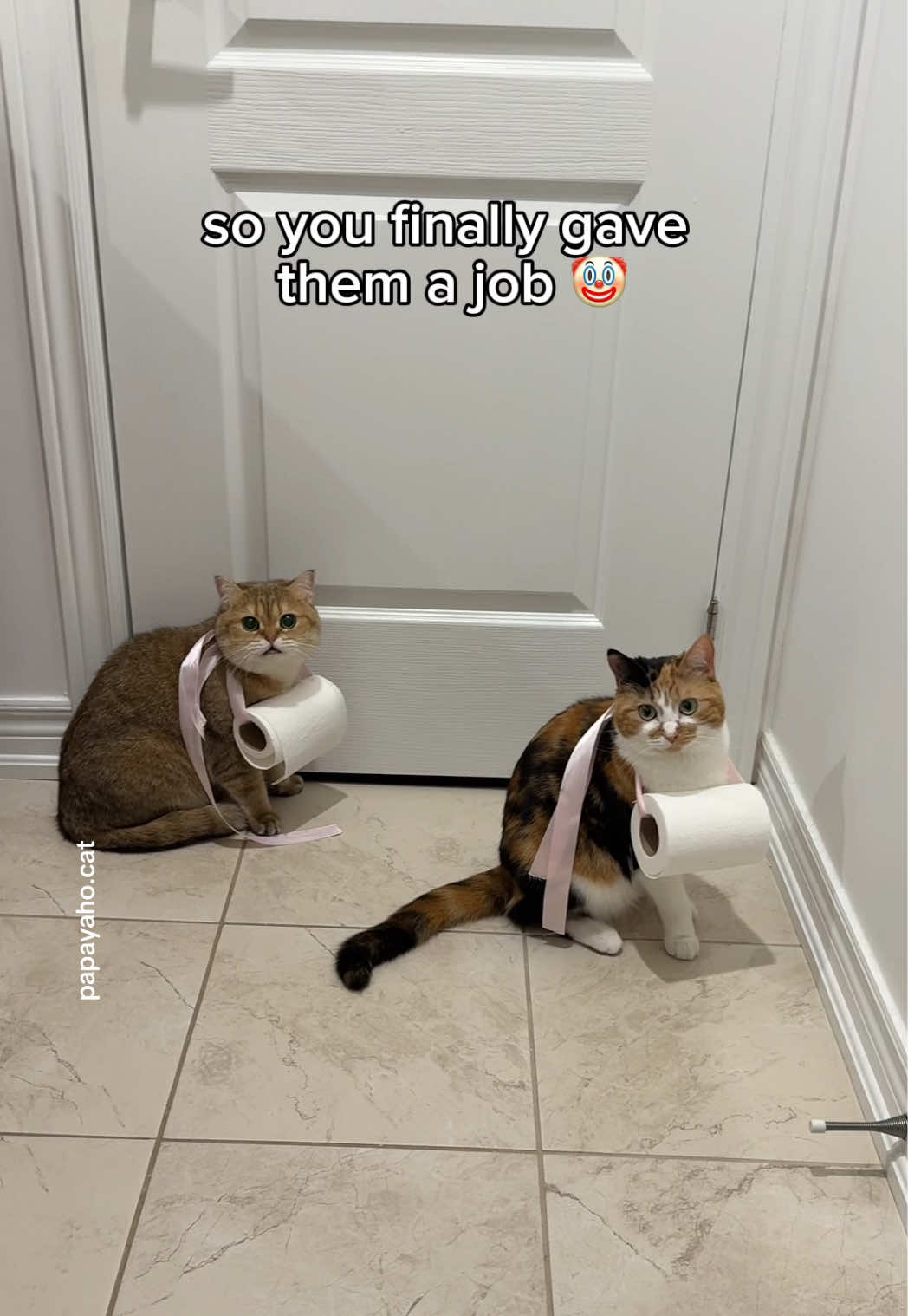 @Papaya the Cat