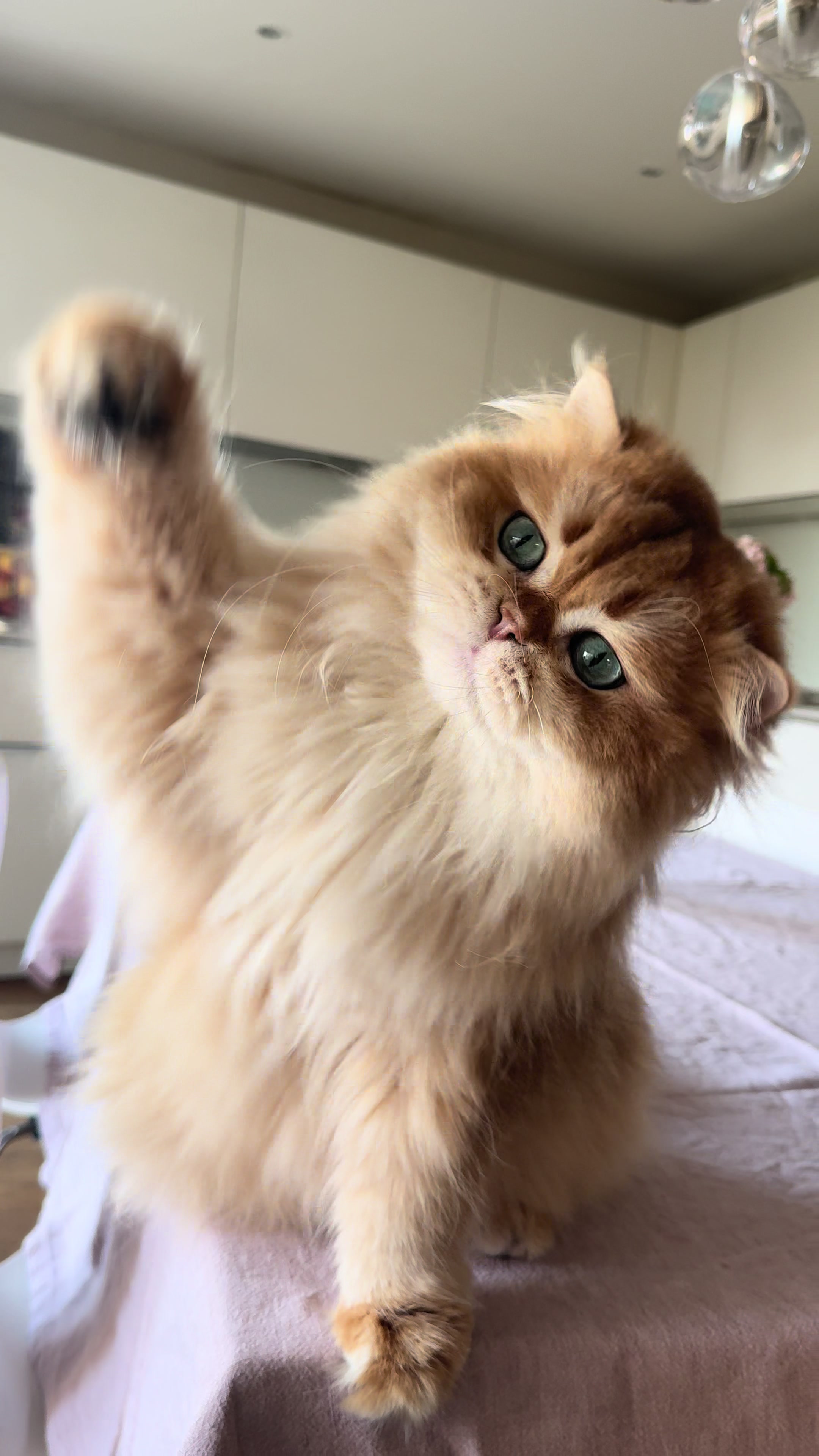 @Cattery vom Z&uuml;richberg