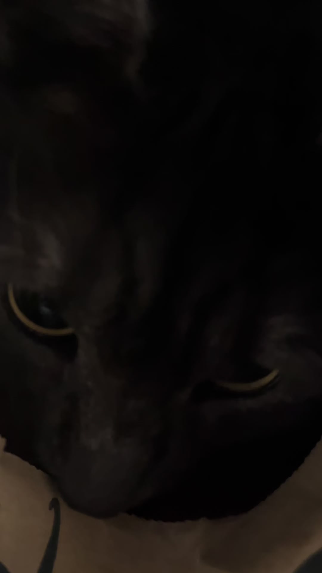 @KIRACAT