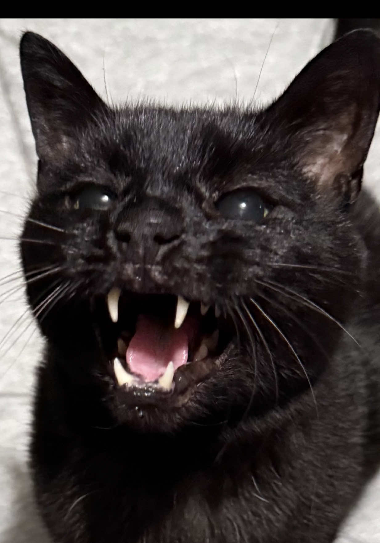 @Teefie_tribe 🐈⬛🐈⬛🐈🦷🦷