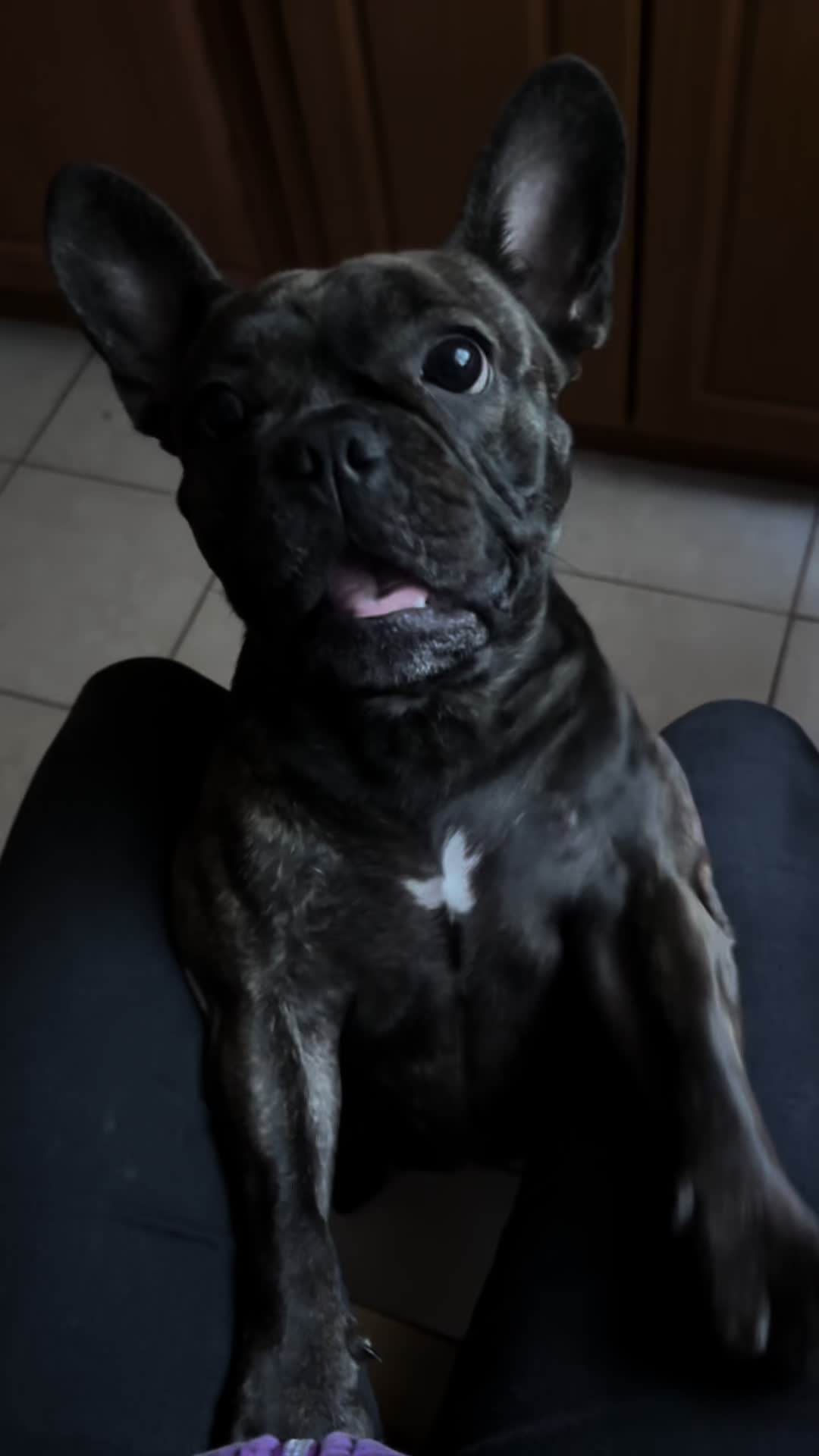 @Mia_french_bulldog