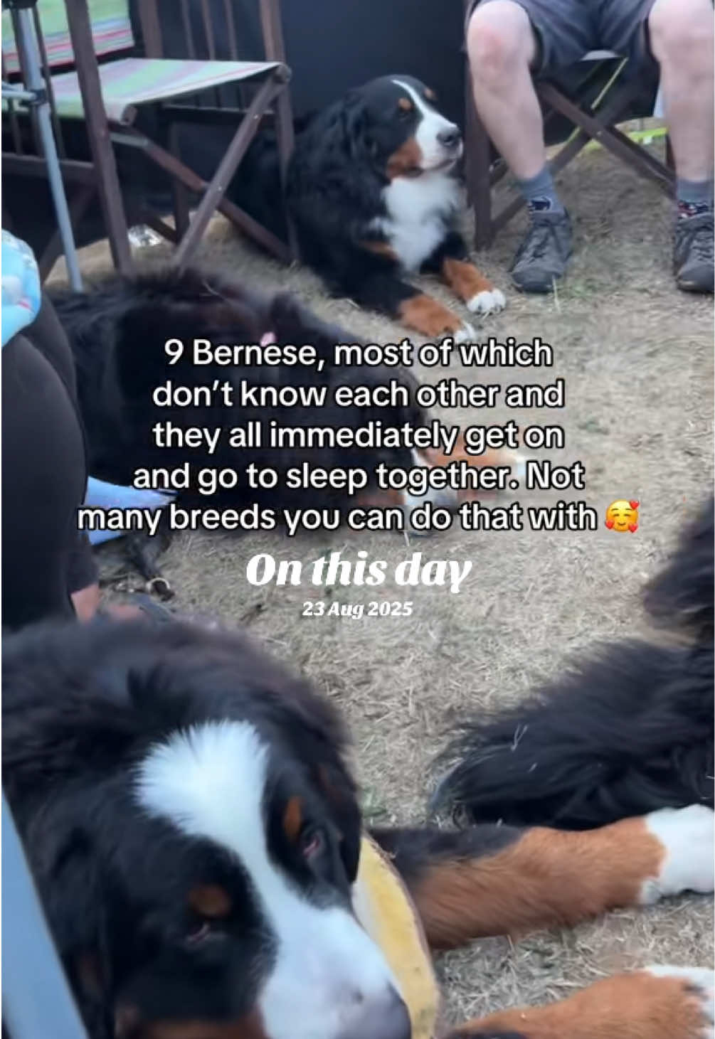 @Bramble, Ivy and Gino