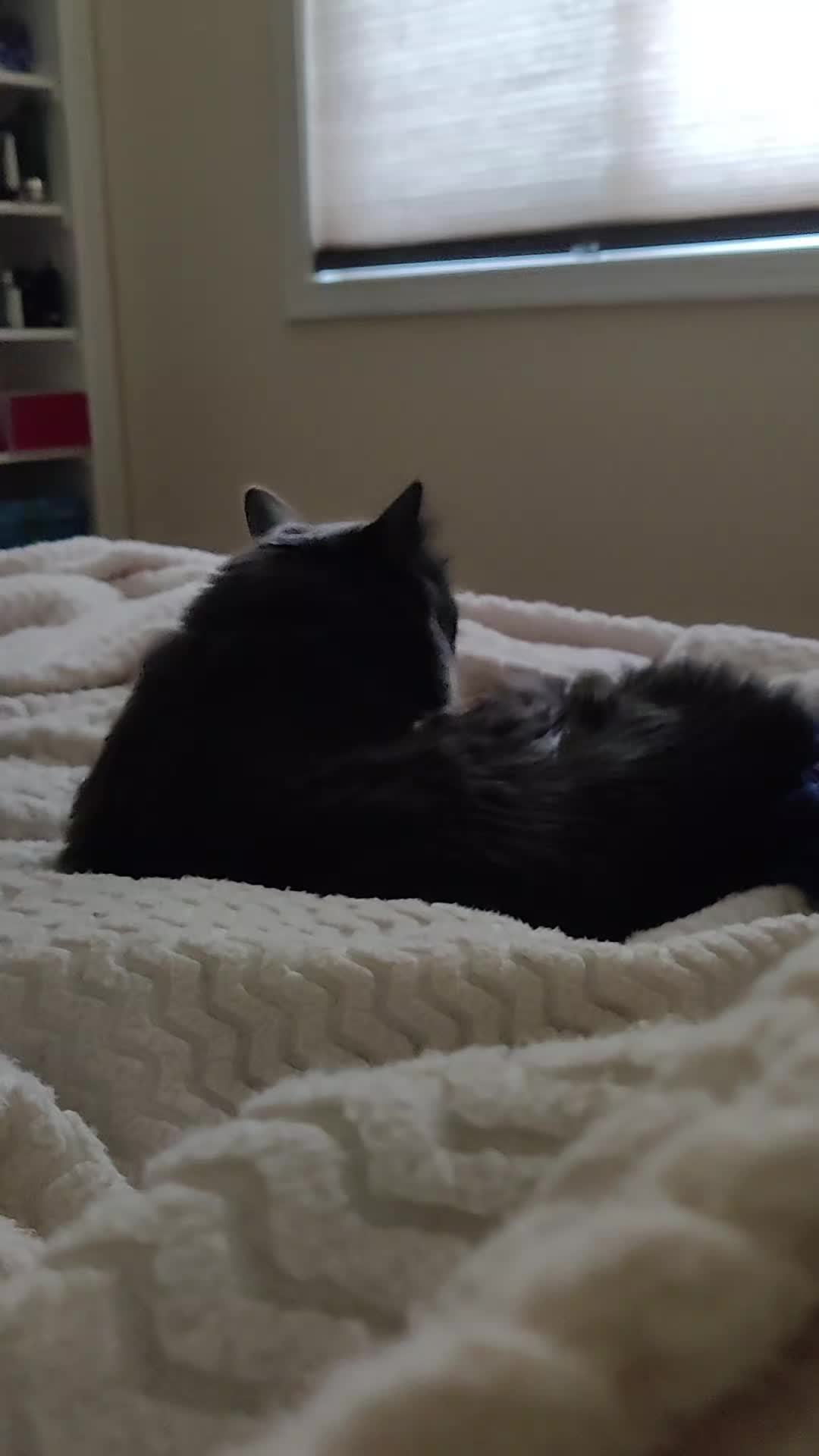 @Kittyboi