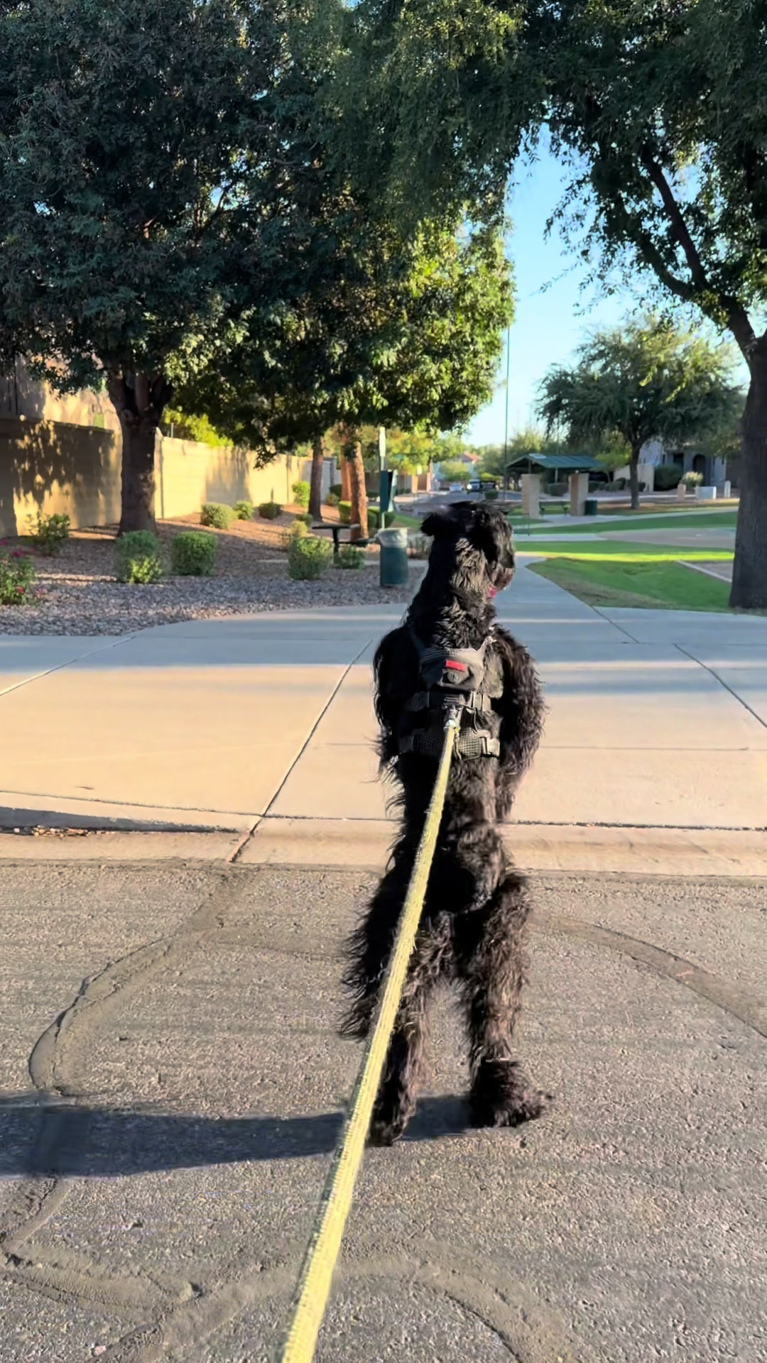 @Fiona Walks