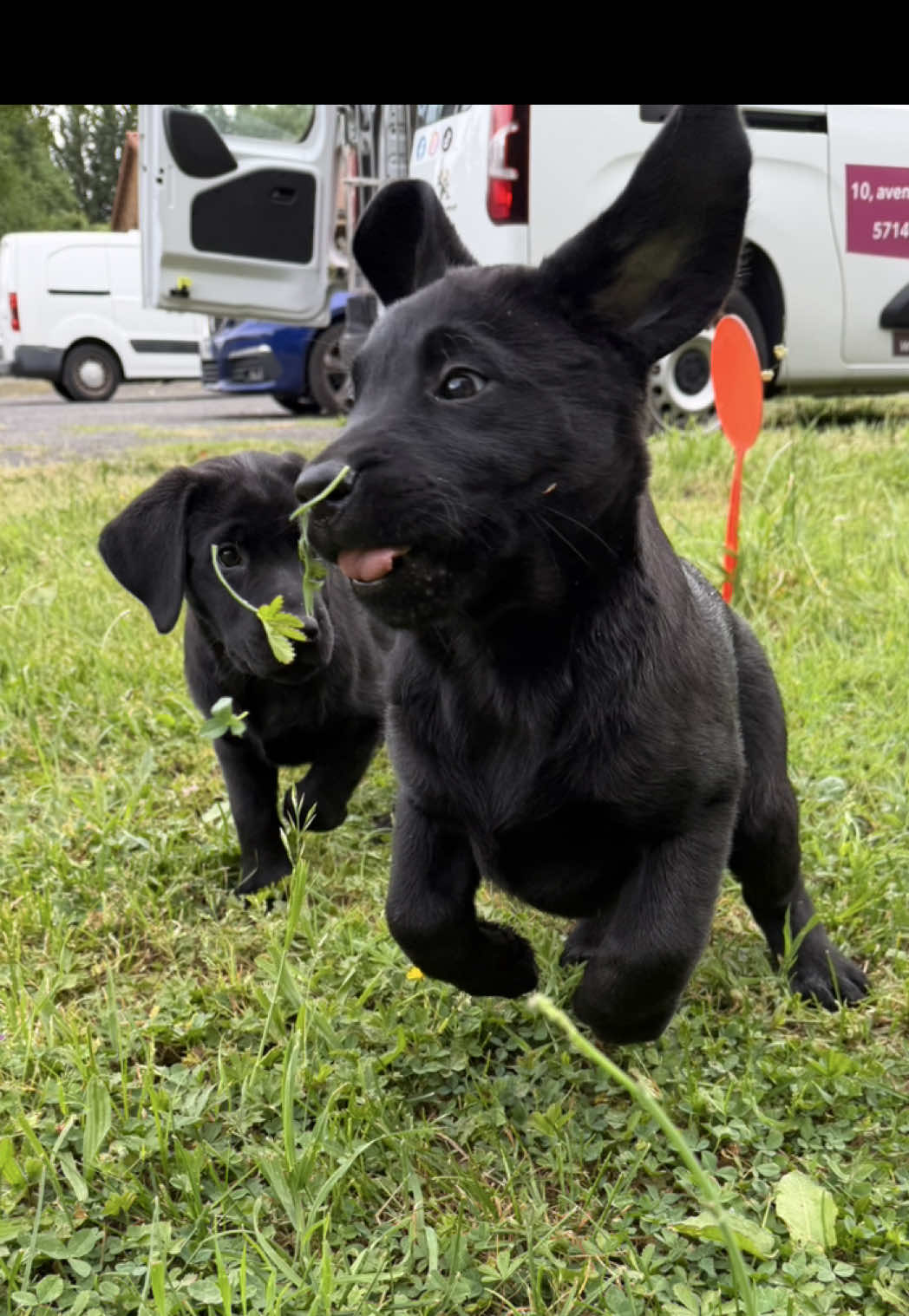 @Chiens Guides de l’Est