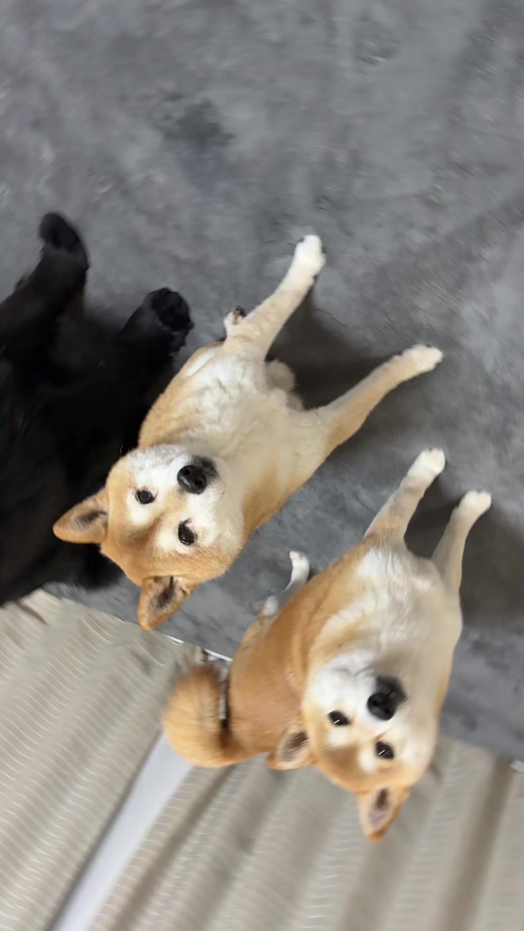 @ムックパパ🔶🐾