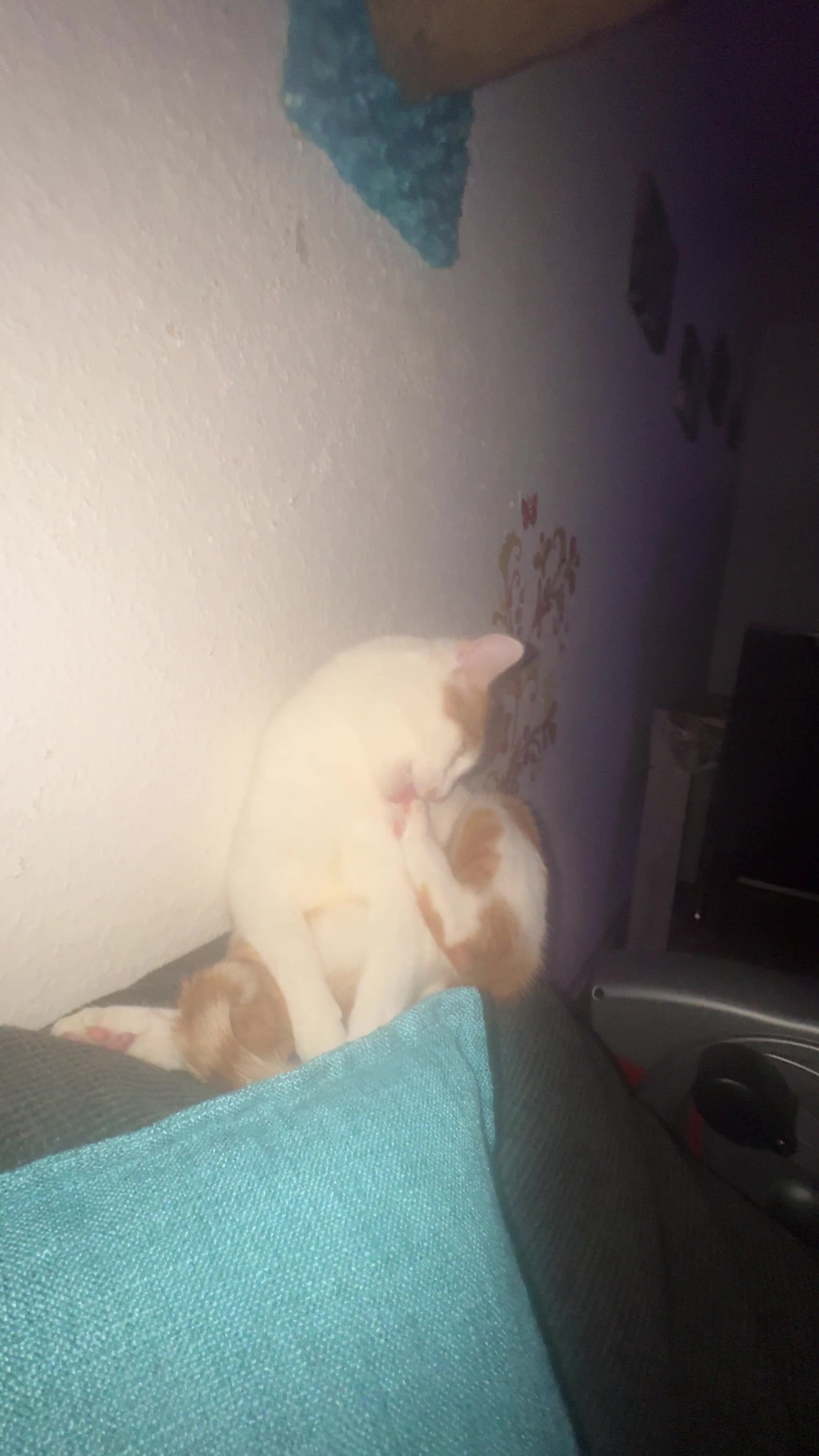 @Aileens_Katzen_Alltag