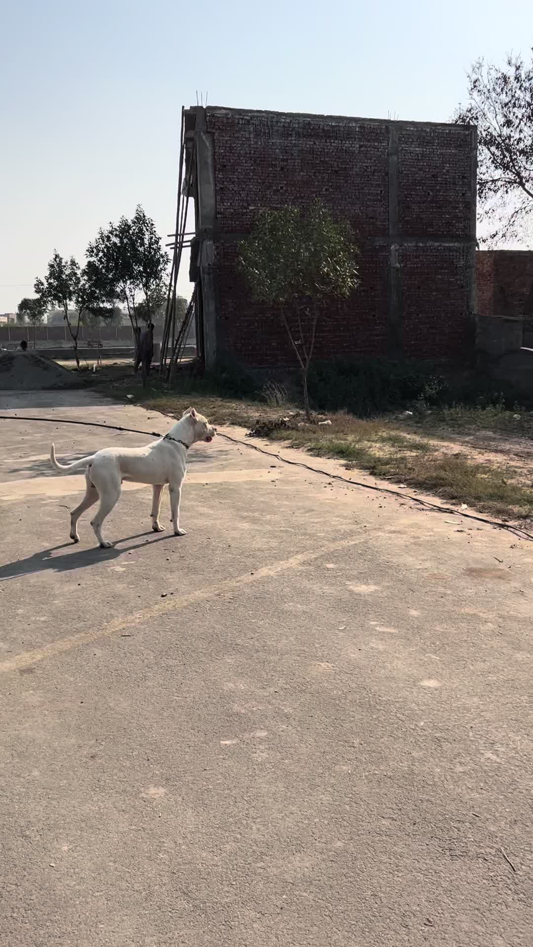 @LIGER the DOGO ARGENTINO