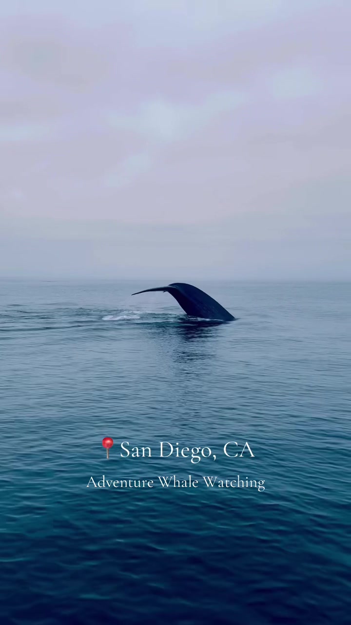 @Adventure Whale Watching