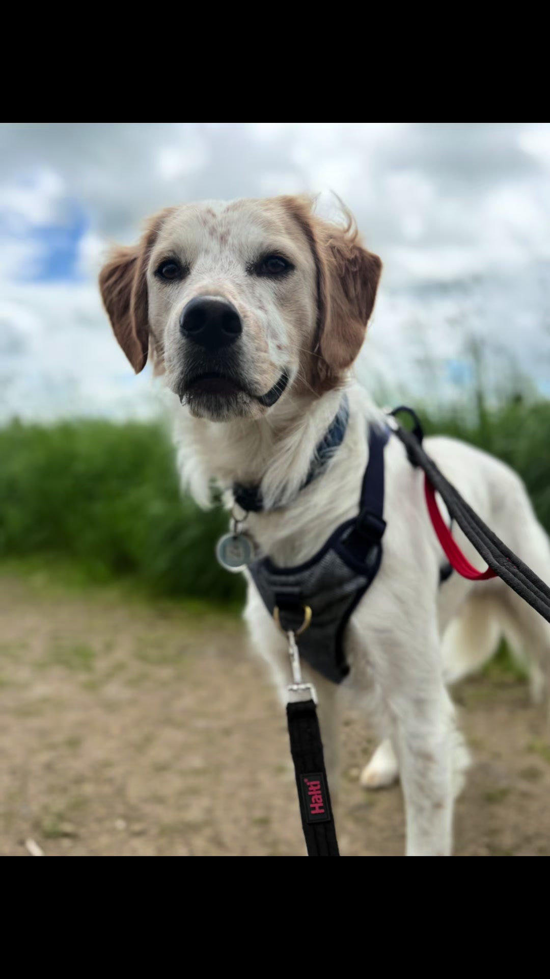 @Robyn’s Dog Walking Services