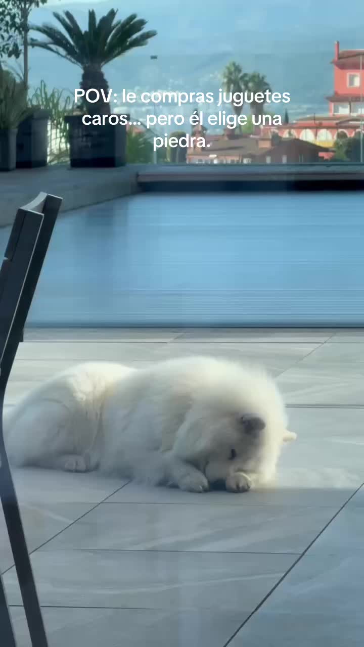 @Milo_theSamoyed