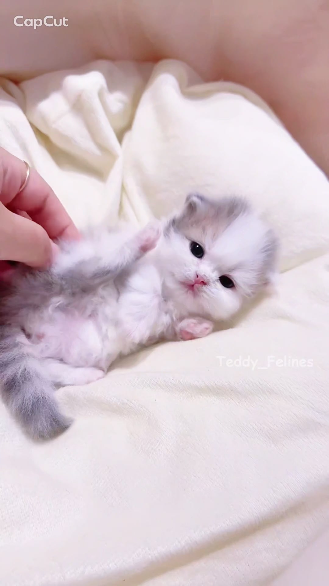 @Teddy_Felines 🧸🐾